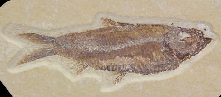 Detailed, Knightia Fossil Fish - Wyoming #64569